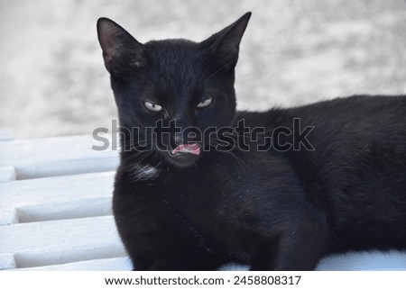Similar – Image, Stock Photo black cat licks his paw