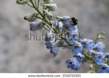 Similar – Image, Stock Photo blue Blossom purple Nectar