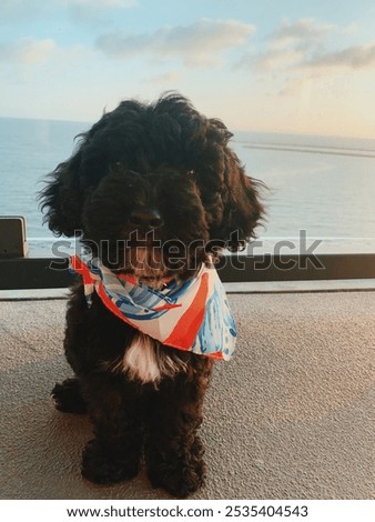 Similar – Image, Stock Photo Cute black puppy sitting in street
