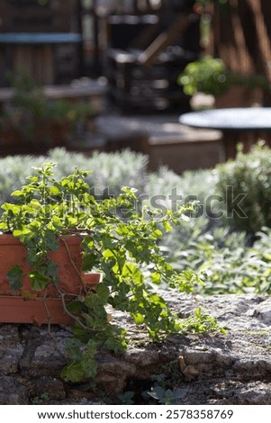 Similar – Image, Stock Photo Urban Gardening Self Support