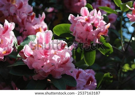 Similar – Image, Stock Photo Pink rhododendron flower heads on stem with green leaves on a bush. Floral close up, macro photo.