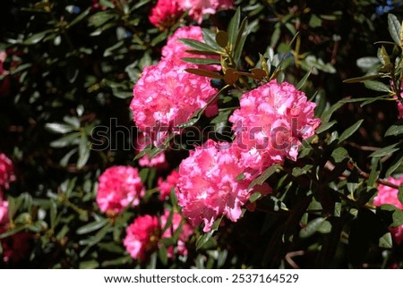 Similar – Image, Stock Photo Pink rhododendron flower heads on stem with green leaves on a bush. Floral close up, macro photo.