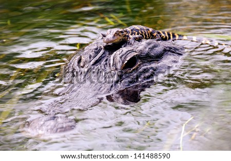 Gator and baby gator Shark Valley Everglades National Park