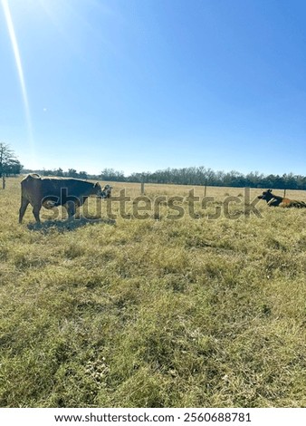 Similar – Foto Bild Weide mit zwei Bäumen vor Berg