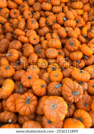 Similar – Foto Bild Winzige orangefarbene Kürbisse. Herbst-Konzept