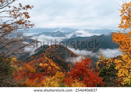 Similar – Foto Bild Wald im Gegenlicht Baum