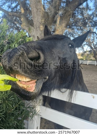 Similar – Image, Stock Photo White horse waiting on the stable