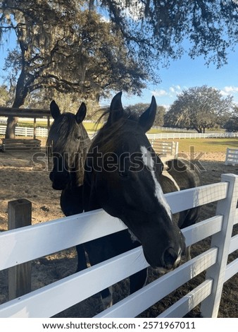 Similar – Image, Stock Photo White horse waiting on the stable