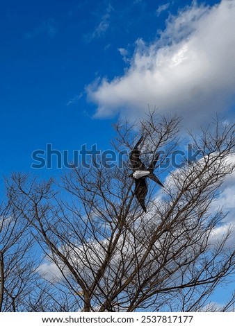 Similar – Image, Stock Photo Kite caught on tree kites