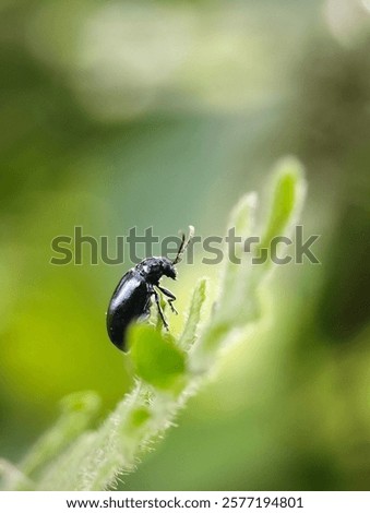 Similar – Image, Stock Photo alder beetle Beetle Insect