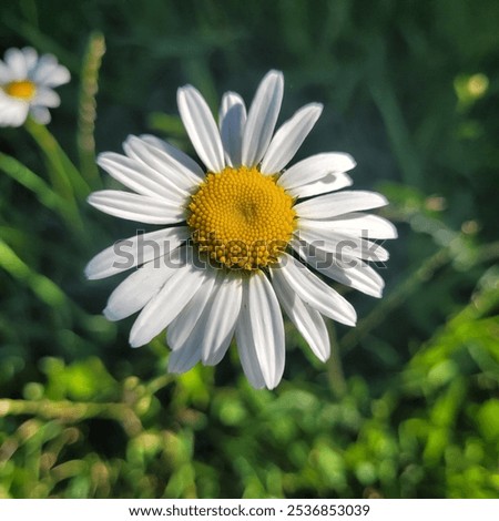 Similar – Image, Stock Photo blooming margarite meadow in front of a blue sky with delicate clouds from the frog’s perspective