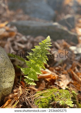 Similar – Image, Stock Photo Fern leaves in woods on sunny day