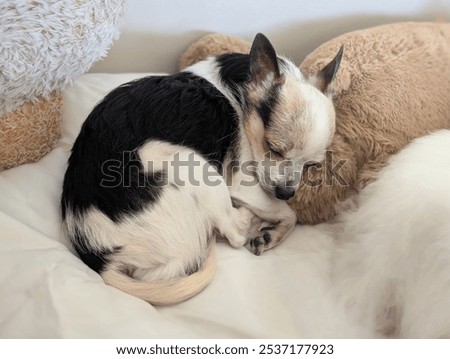 Similar – Image, Stock Photo Softly bedded, the curl snuggled into the leaf and enjoyed the last light of the day