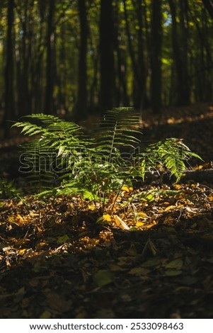 Similar – Foto Bild Herbstanfang, Farn verfärbt sich langsam, leichte Schärfe, schönes weiches Bokeh