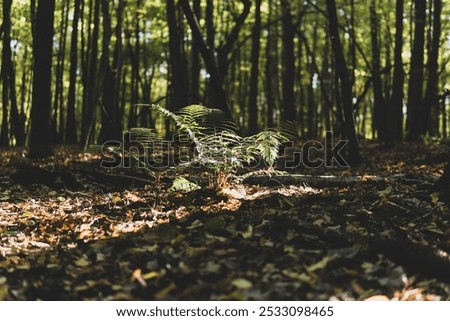 Similar – Foto Bild Herbstanfang, Farn verfärbt sich langsam, leichte Schärfe, schönes weiches Bokeh