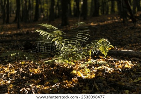 Similar – Foto Bild Herbstanfang, Farn verfärbt sich langsam, leichte Schärfe, schönes weiches Bokeh