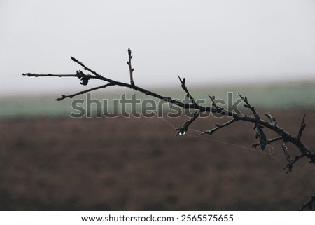 Similar – Image, Stock Photo Cobwebs with dewdrops