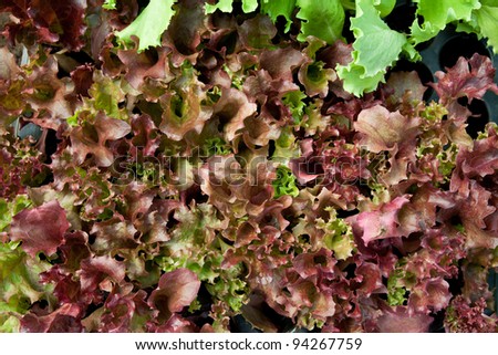 close up of small red salad growing inside a greenhouse