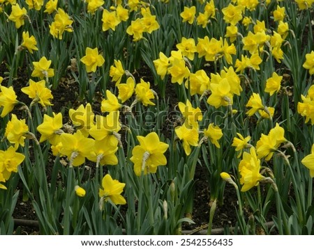 Similar – Image, Stock Photo blooming yellow daffodil bud on a blue background, spring flower