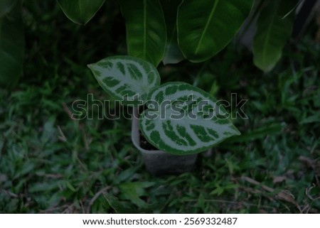 Similar – Image, Stock Photo Beautiful shot of anthurium flowers