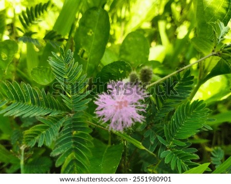 Similar – Foto Bild unscharfe Blume vor Himmel