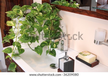 Creeper plant in the bathroom