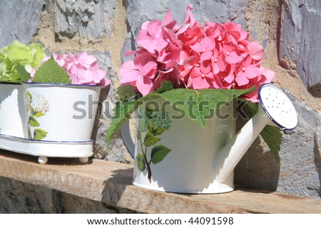Hydrangea in pail for watering