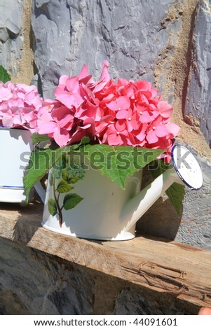 Hydrangea in pail for watering