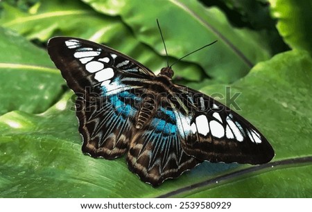 Similar – Butterfly wings in the warmth of the sun