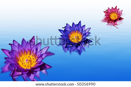 water lilies floating in water