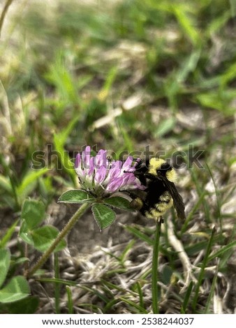 Similar – Image, Stock Photo hungry bumblebee