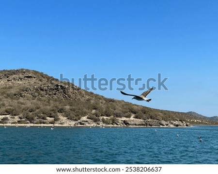 Similar – Foto Bild Möwen über dem Meer Vögel