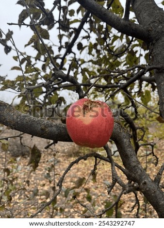 Similar – Image, Stock Photo the last apple on the lawn