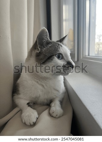 Similar – Foto Bild Katze, die durch das Fenster schaut, Katze mit Zunge