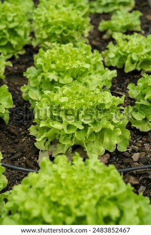 Similar – Image, Stock Photo Irrigation for lettuce cultivation