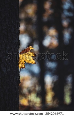 Similar – Image, Stock Photo last leaves Nature Plant