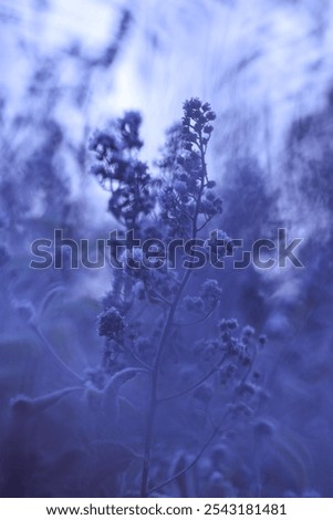 Similar – Image, Stock Photo frosty autumn day