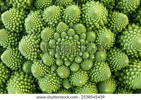 Similar – Image, Stock Photo Close-up of fresh organic kale growing on field