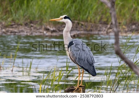 Image, Stock Photo Grey heron waiting for prey on green pond bank