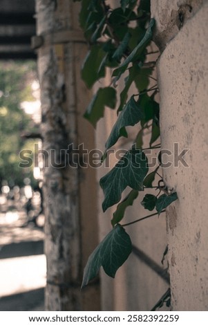 Similar – Image, Stock Photo Ivy climbs up an old brick wall.