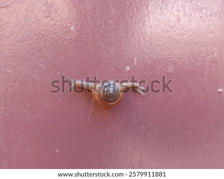 Similar – Image, Stock Photo small snail shell sticks to plant stem