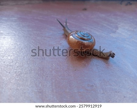 Image, Stock Photo small snail shell sticks to plant stem