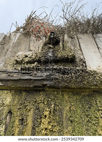 Similar – Image, Stock Photo weeds Wall (barrier)