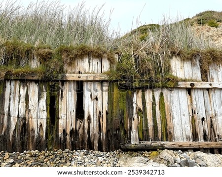 Similar – Image, Stock Photo weeds Wall (barrier)