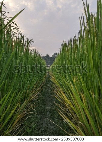 Similar – Image, Stock Photo Divider between crops on a farm