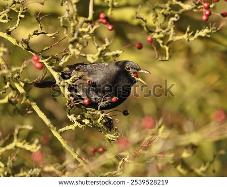 Similar – Image, Stock Photo Blackbird in a berry bush