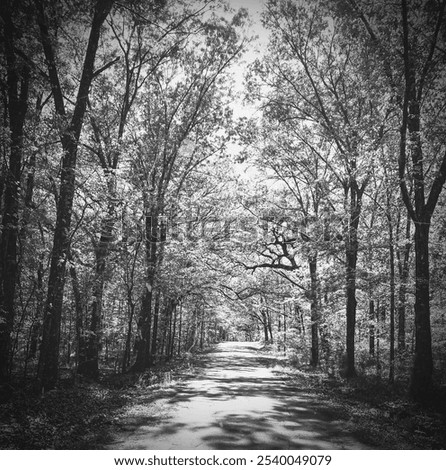 Similar – Image, Stock Photo Karg forest Forest