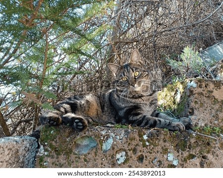 Similar – Foto Bild blau getigerte Katze umgeben von bunten Herbstblättern Porträt mit Kopie Raum