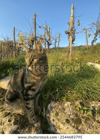 Similar – Foto Bild blau getigerte Katze umgeben von bunten Herbstblättern Porträt mit Kopie Raum