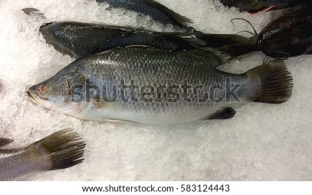 barramundi  Fillet fresh on ice crystals.Sea bass or Snapper freeze on icing.